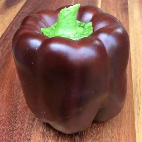 Chocolate Bell